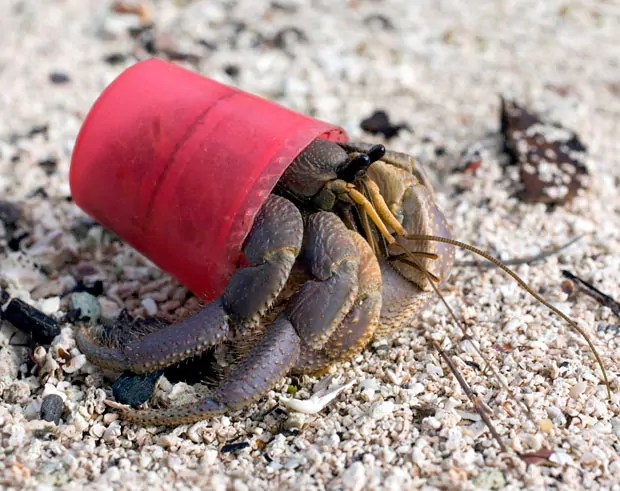 hermit-crab_2086578i 2.jpg