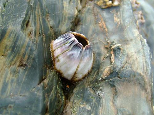 barnacle.jpg